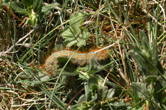 Malacosoma castrense