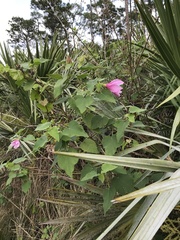 Hibiscus furcellatus