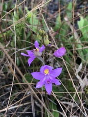 Calopogon barbatus