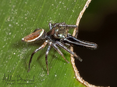 Bagheera laselva