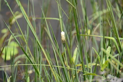 Hyperolius marmoratus taeniatus