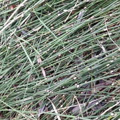 Equisetum × moorei