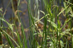 Hyperolius marmoratus taeniatus