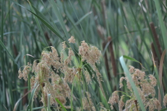 Scirpus pedicellatus