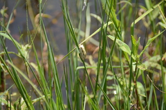 Hyperolius marmoratus taeniatus