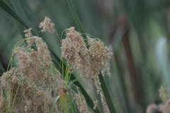 Scirpus pedicellatus