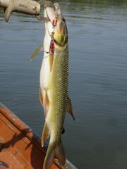 Hydrocynus