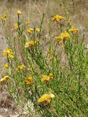 Chrysocephalum semipapposum