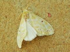 Euproctis rubroguttata