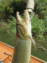 Hydrocynus