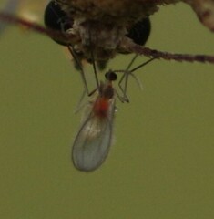 Monarthropalpus flavus