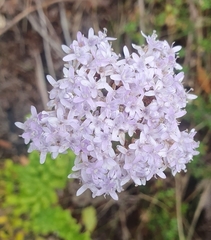 Pseudoselago serrata