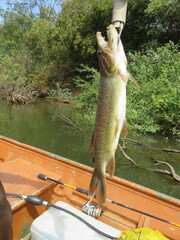 Hydrocynus