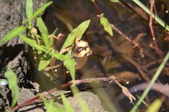 Junonia hierta cebrene
