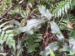 Grypothrix triphylla