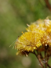 Chrysocephalum semipapposum