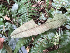 Grypothrix triphylla