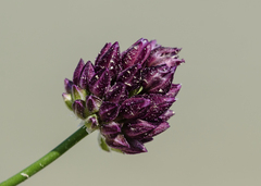 Allium rotundum