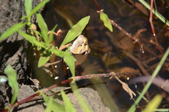 Junonia hierta cebrene