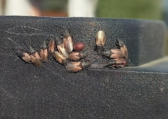 Oxycarenus hyalinipennis