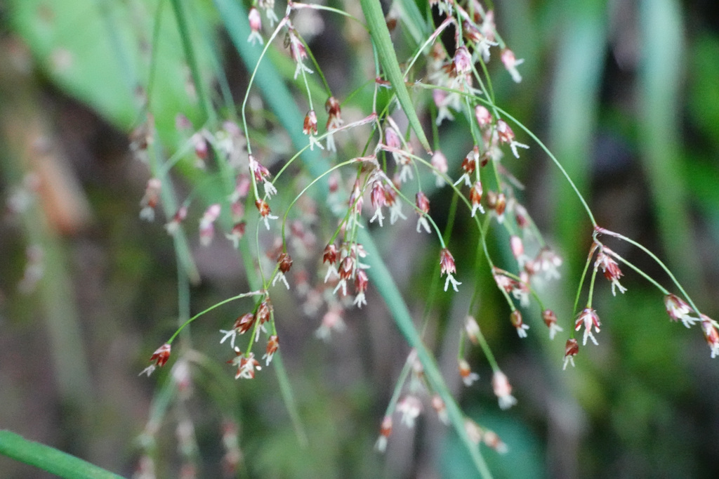 Luzula effusa (Luzula effusa)