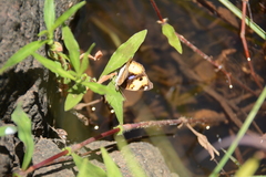 Junonia hierta cebrene