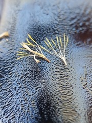 Chrysocephalum semipapposum