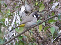 Pycnonotus leucogenys