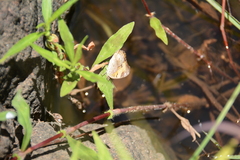 Junonia hierta cebrene