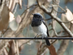 Phoenicurus coeruleocephala