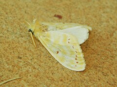 Euproctis rubroguttata