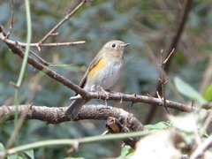Tarsiger rufilatus