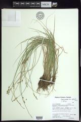 Stellulatae