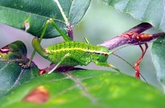 Barbitistes constrictus