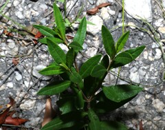 Logania albiflora