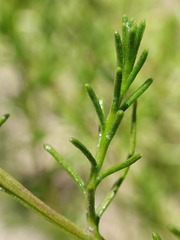 Chrysocephalum semipapposum