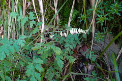 Corydalis ophiocarpa