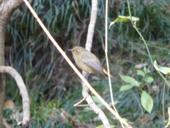 Phoenicurus frontalis