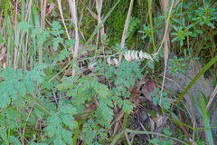 Corydalis ophiocarpa