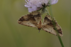 Monarthropalpus flavus