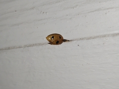 Coccinella septempunctata