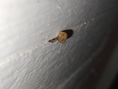 Coccinella septempunctata