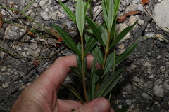 Logania albiflora
