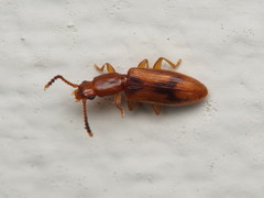 Cryptamorpha desjardinsi