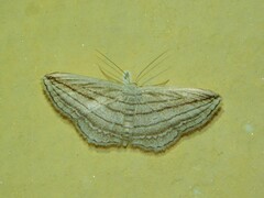 Scopula opicata