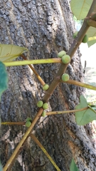 Ficus grossularioides