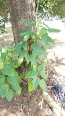 Ficus grossularioides