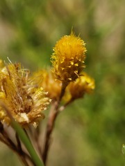 Chrysocephalum semipapposum