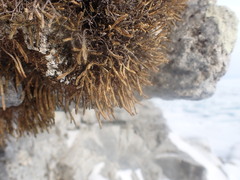 Selaginella sanguinolenta