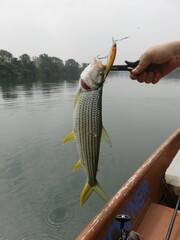 Hydrocynus forskahlii